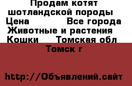 Продам котят шотландской породы › Цена ­ 2 000 - Все города Животные и растения » Кошки   . Томская обл.,Томск г.